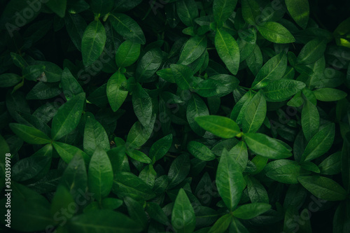 Closeup view of dark green fresh forest leaves background texture