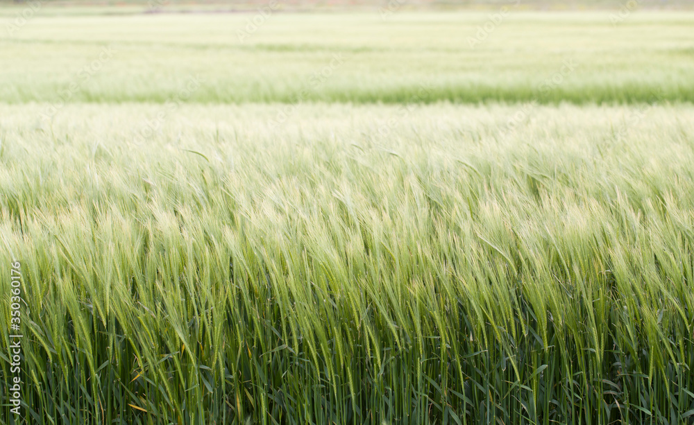 cereal fields cereal fields