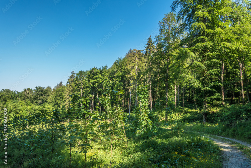 Wiederaufforstung des Mischwaldes im Frühjahr Wiederaufforstung des Mischwaldes im Frühjahr
