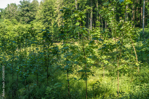 Wiederaufforstung des Mischwaldes im Frühjahr