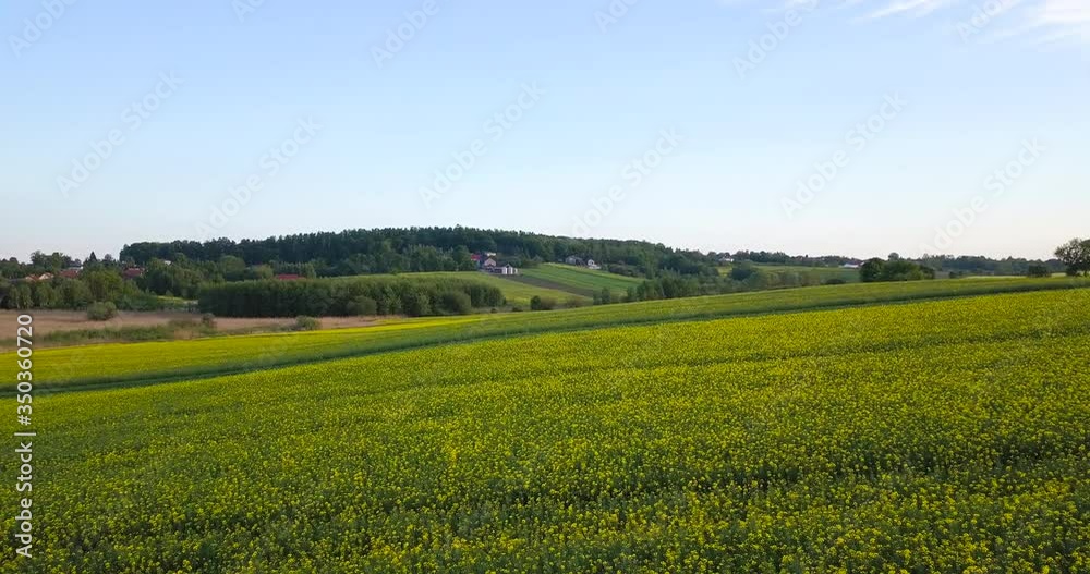Beautiful rapeseed fields at sunset Beautiful rapeseed fields at sunset