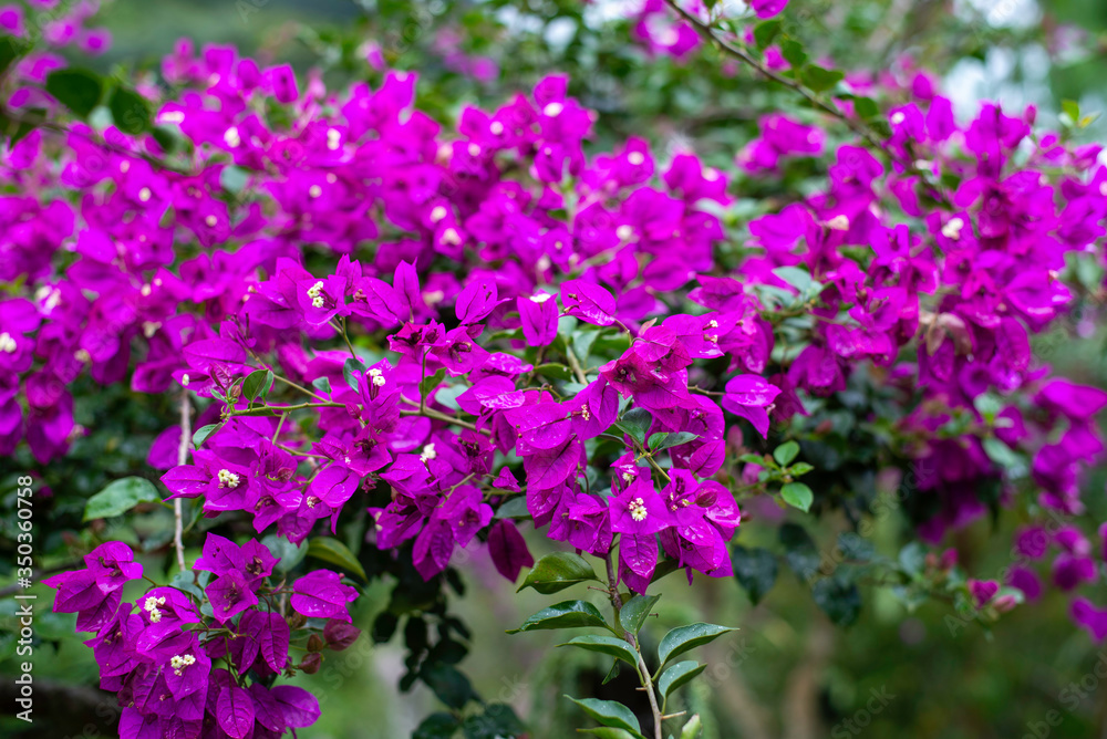 bougainvillea purple flower in Samaipata Bolivia