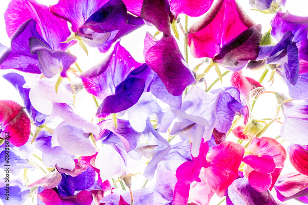 Sweet pea flower collage in blue, purple, red and pink color with many flower head and many petals, arranged loosely and photographed on a lightbox with white background