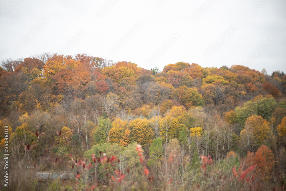 Fototapeta premium forest