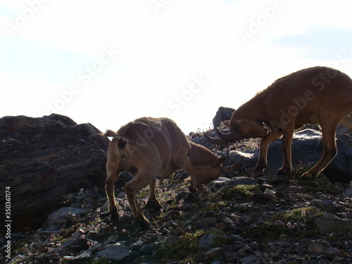 alpine ibex in the alps