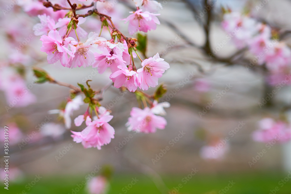 Branch of pink apple blossoms with blurred background bokeh. Copy space. Branch of pink apple blossoms with blurred background bokeh. Copy space.