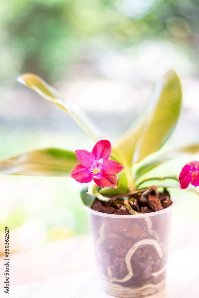 Obraz premium Orchidee Phalaenopsis (violacea coerulea FS x Zheng Min Etching) x Phalaenopsis KTC Khao Khitchakut