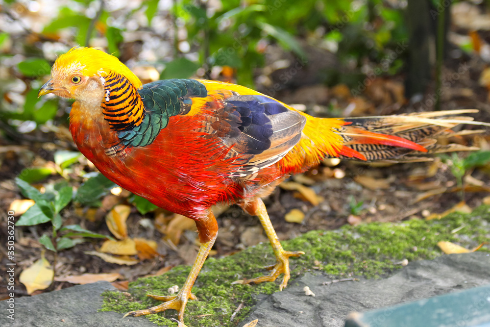 Golden Pheasant Eggs For Sale Nz Online Shopping