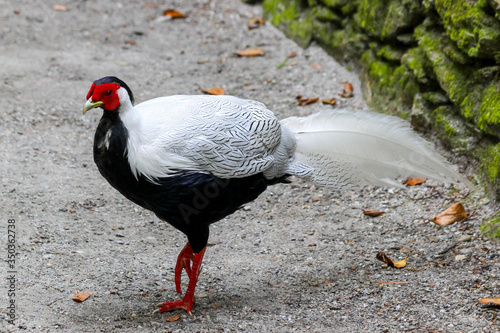 Male silver pheasant (Lophura nycthemera)