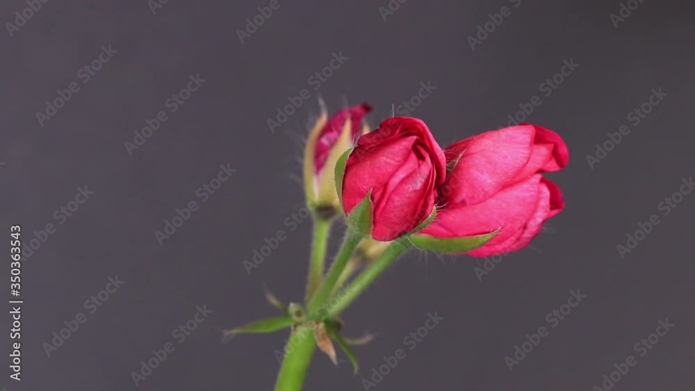 Timelapse of pink flower blooming on black background. Blooming flower open, time lapse, close-up. Wedding backdrop, Valentine's Day concept. Timelapse of pink flower blooming on black background. Blooming flower open, time lapse, close-up. Wedding backdrop, Valentine's Day concept.