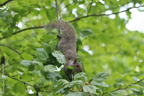 squirrel on a tree