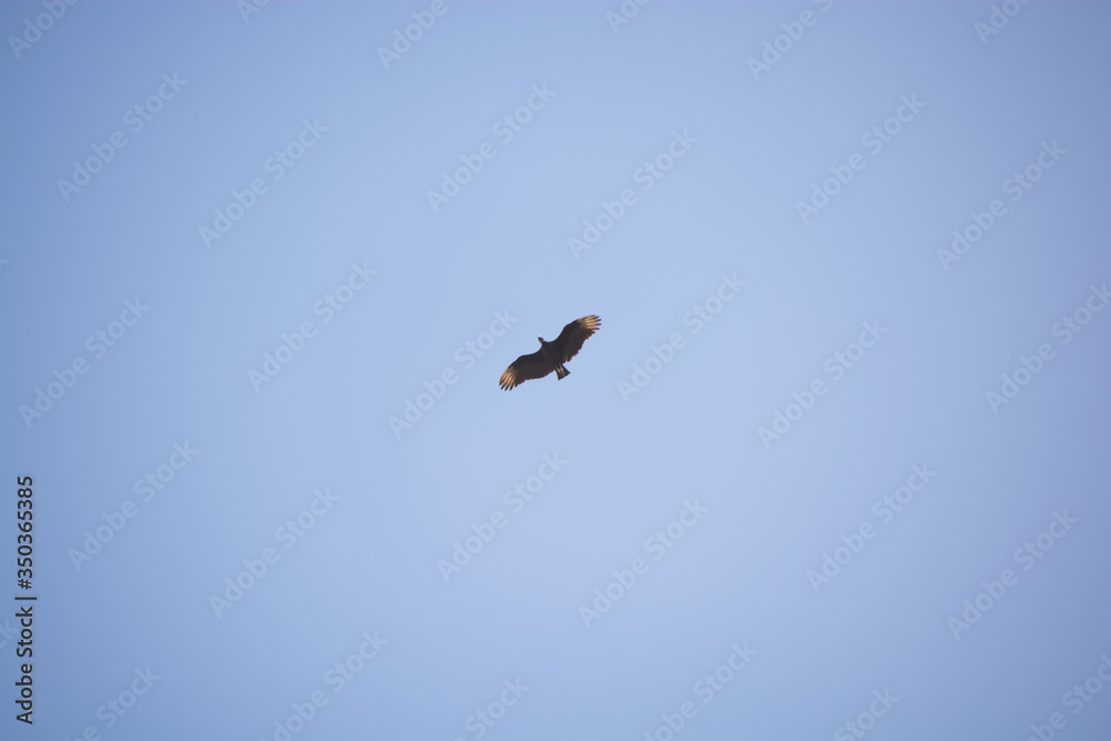 Pássaro urubu voando no céu azul Pássaro urubu voando no céu azul