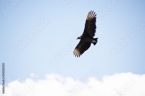 Pássaro urubu voando no céu azul photo