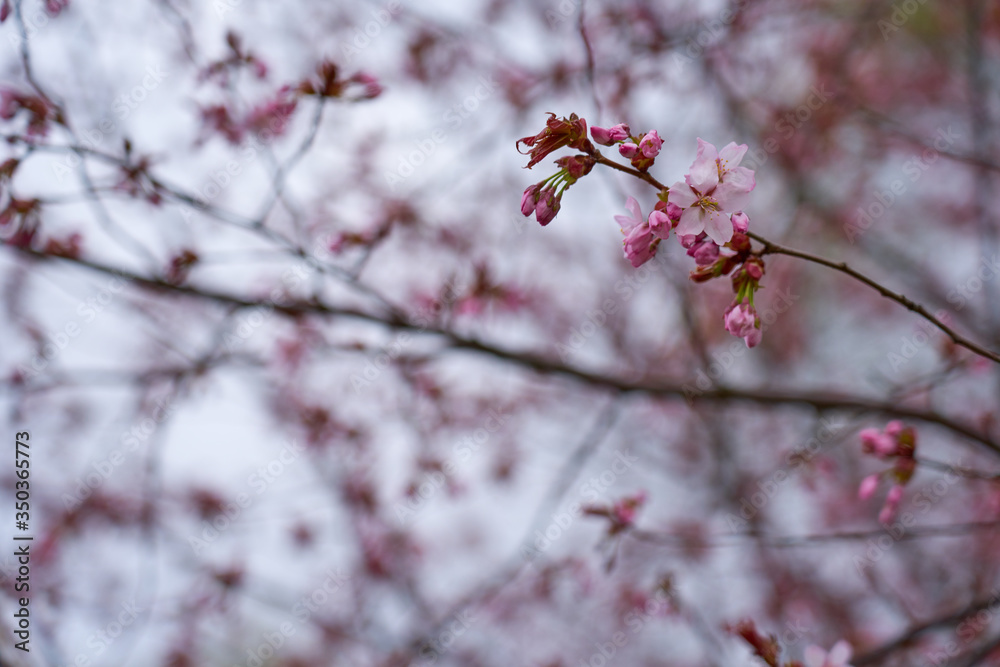 Branch of pink apple blossoms with blurred background bokeh. Copy space. Branch of pink apple blossoms with blurred background bokeh. Copy space.
