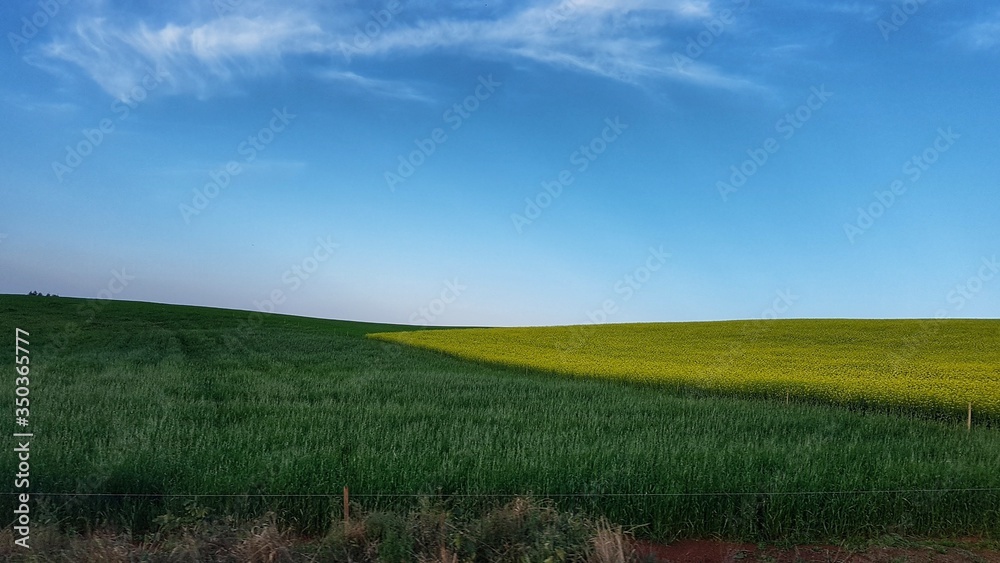 campo exuberante