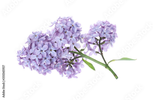 Beautiful blossoming lilac branch isolated on white