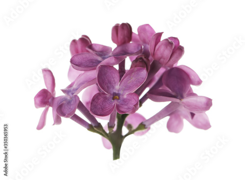 Fototapeta Naklejka Na Ścianę i Meble -  Beautiful purple lilac blossom isolated on white