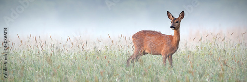 Beautiful roe deer, capreolus capreolus, doe observing surroundings of green meadow wet from dew. Interested animal wildlife in natural environment looking behind with copy space.