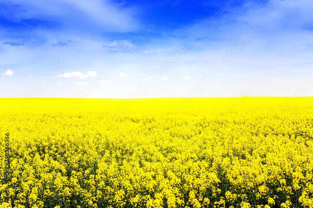 Rapeseed field, Wonderful golden rapeseed field and fun sun.