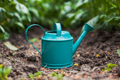 Close up of a turquoise metal watering can on the ground near vegetable planting gardening watering plants caring for seedlings on a summer day