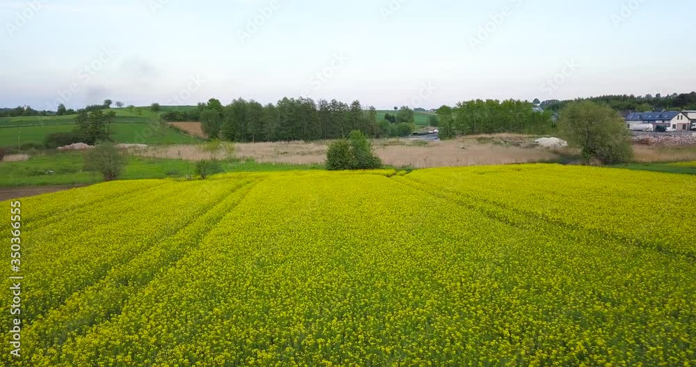 Beautiful rapeseed fields at sunset Beautiful rapeseed fields at sunset