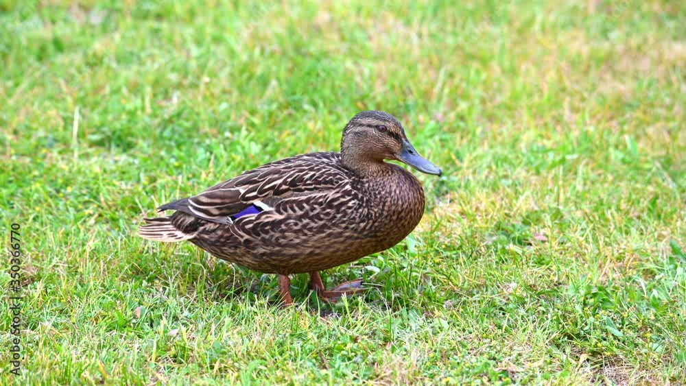 Mallards (Anas platyrhynchos) make themselves comfortable on the lawn and enjoy their togetherness and are happy together Mallards (Anas platyrhynchos) make themselves comfortable on the lawn and enjoy their togetherness and are happy together