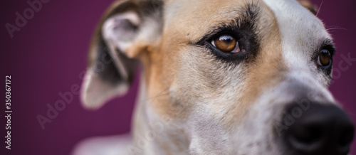 look of a dog detail on a purple background