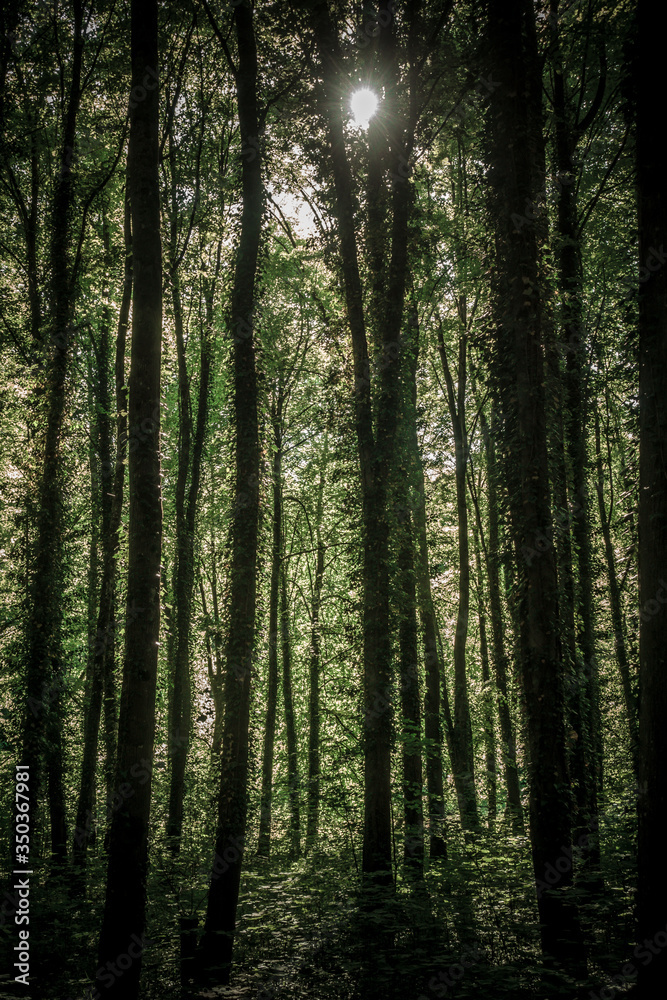 Sonnenstrahlen durchdringen dunklen Wald Sonnenstrahlen durchdringen dunklen Wald