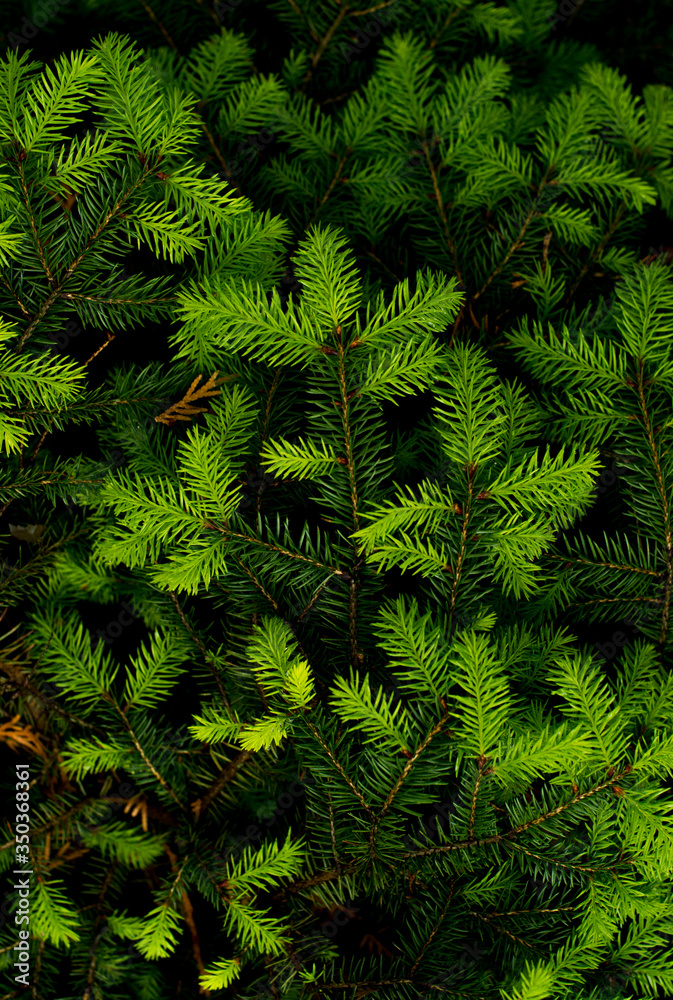 
light green young needles on a fir branch