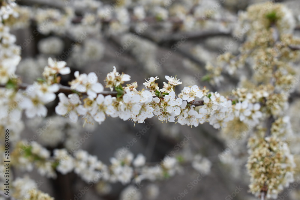 Blooming tree Blooming tree