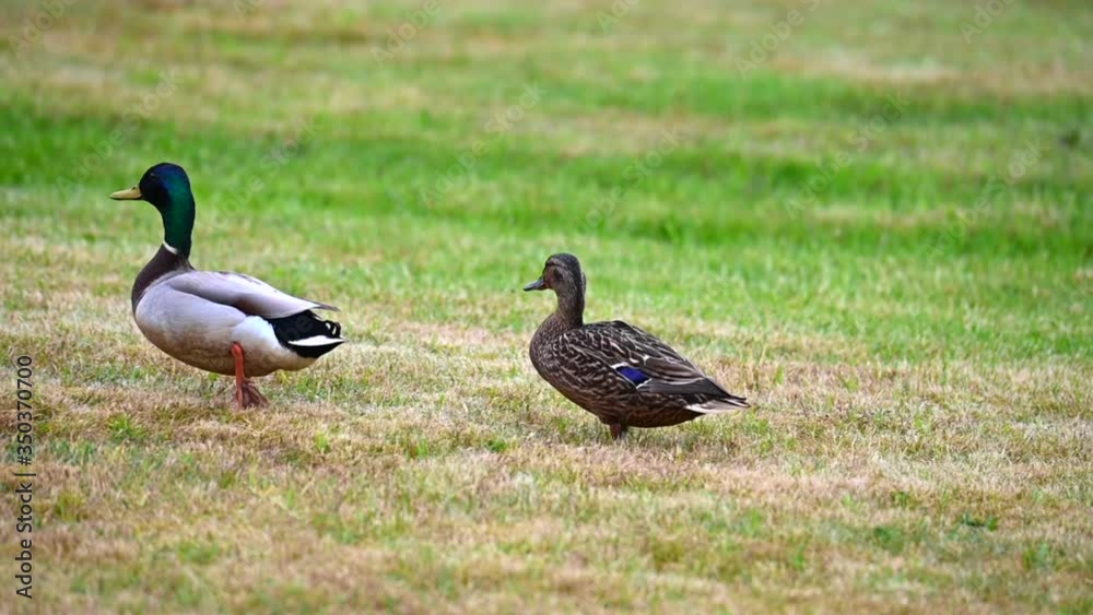 Mallards (Anas platyrhynchos) make themselves comfortable on the lawn and enjoy their togetherness and are happy together slow motion Mallards (Anas platyrhynchos) make themselves comfortable on the lawn and enjoy their togetherness and are happy together slow motion