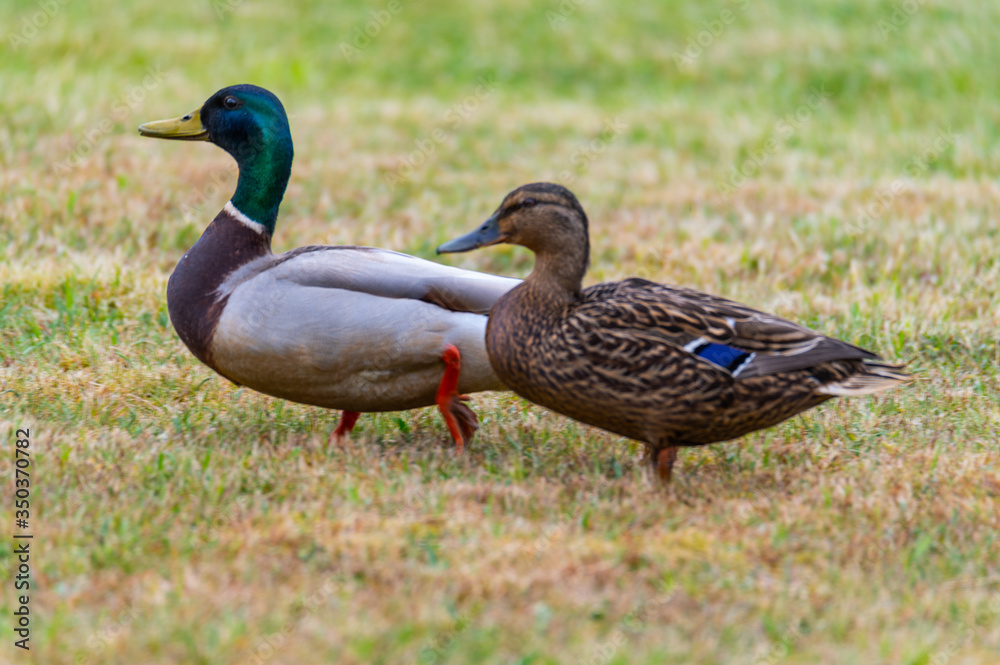Mallards (Anas platyrhynchos) make themselves comfortable on the lawn and enjoy their togetherness and are happy together Mallards (Anas platyrhynchos) make themselves comfortable on the lawn and enjoy their togetherness and are happy together