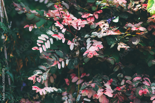 Wallpaper Mural Bush with green and pale pink leaves. Street plant in Israel. Good background or desktop wallpaper. Acacia bush Torontodigital.ca