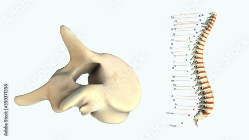 The human spinal column - T5 - 3D model animation on a white background photo