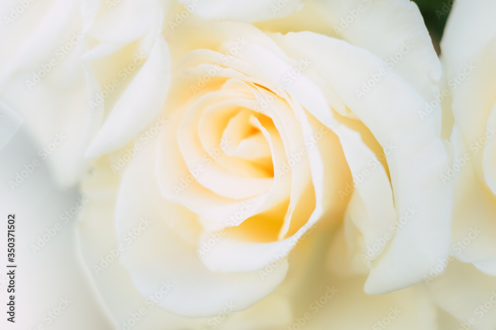 Coeur d'une rose couleur jaune pastel - Arrière plan doux et romantique Coeur d'une rose couleur jaune pastel - Arrière plan doux et romantique