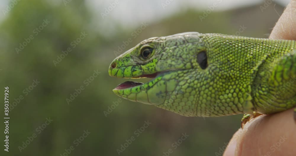 Wildlife Nature Lizard Close Up. Reptile. Reptile Eye. Lizard, gecko baby lizard in hand. Wildlife Nature Lizard Close Up. Reptile. Reptile Eye. Lizard, gecko baby lizard in hand.