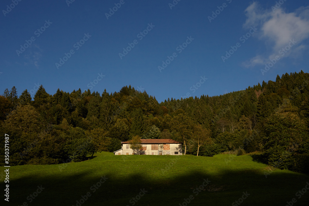 Obraz premium House in wood on sunny day