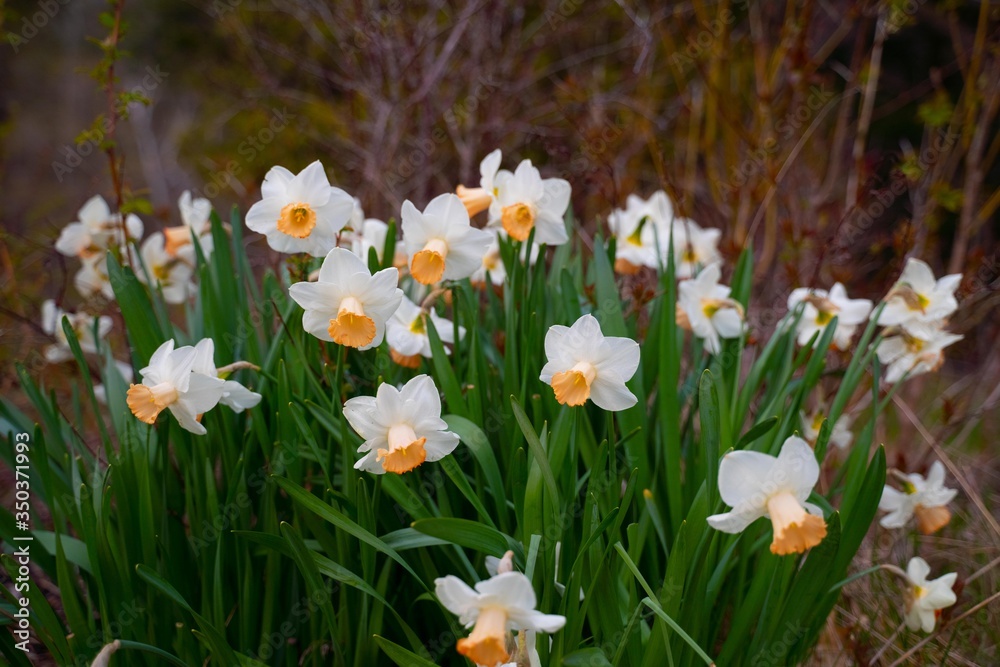 Fototapeta premium Nature photograpy 