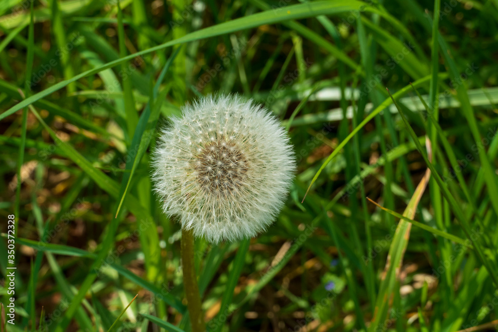 Löwenzahn Blüte, Pustblume mit weißen Schirmchen auf einer grünen Wiese