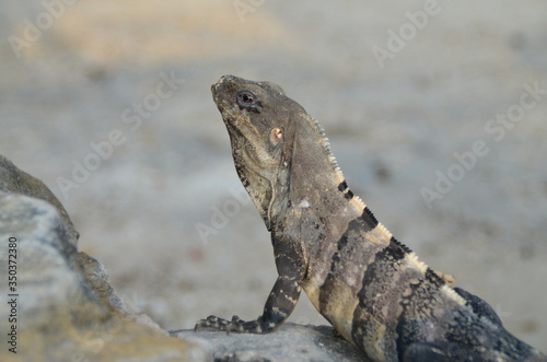 lagarto dragon de mexico © Javier. G