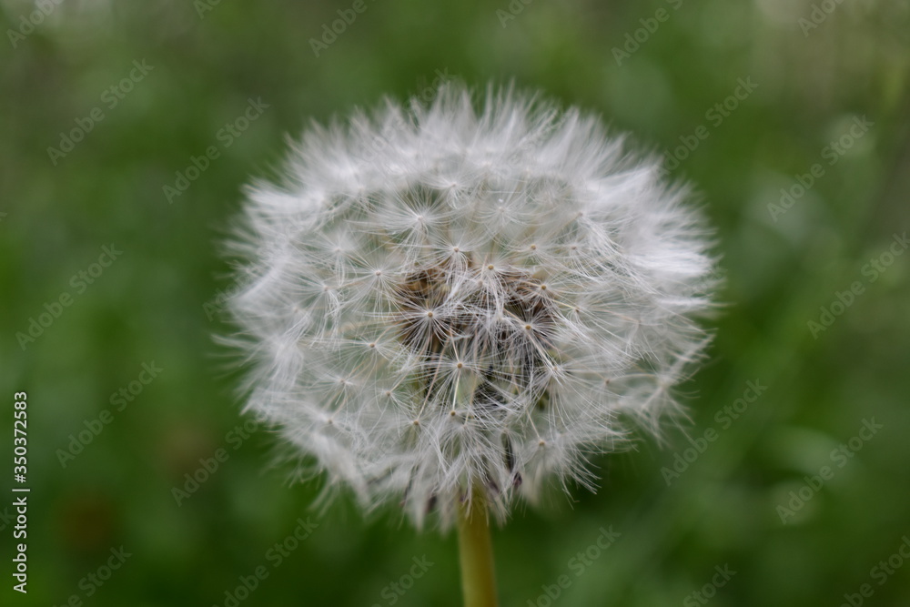 Fototapeta premium dandelion