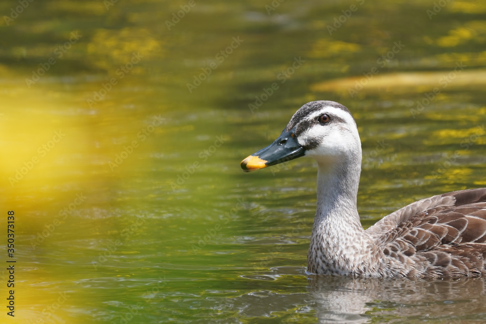 duck in water