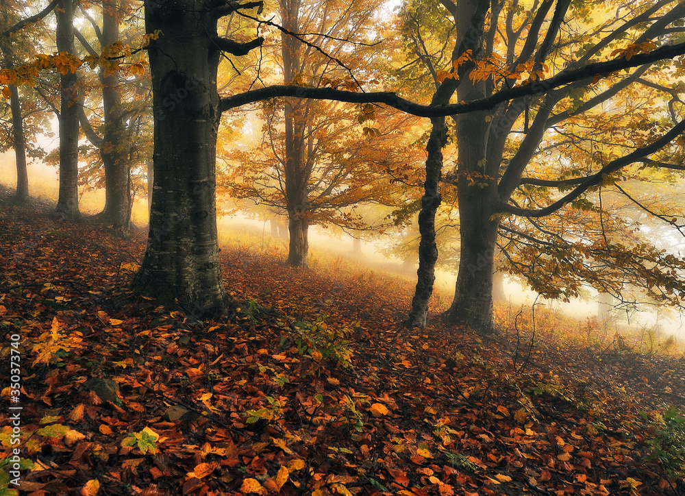 autumn forest. morning fog in a mysterious forest
