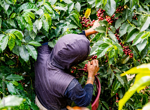 Red coffee red coffee bean plantation in central americabean plantation