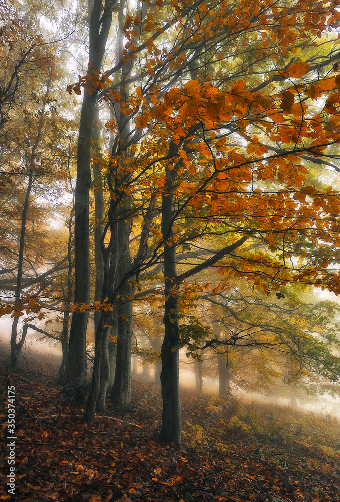 autumn forest. morning fog in a mysterious forest