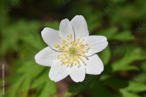 close up of white flower