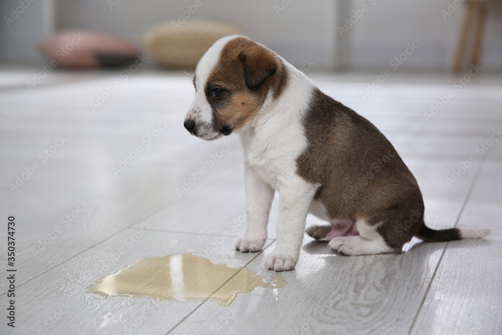 Adorable puppy near puddle on floor indoors - obrazy, fototapety, plakaty 