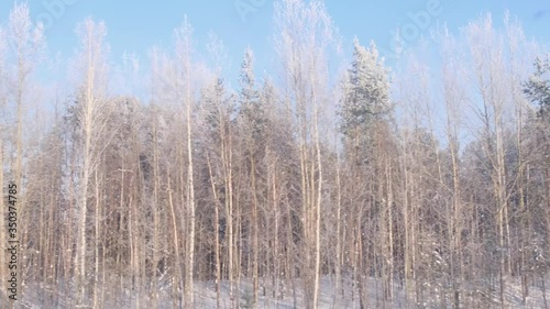 Wallpaper Mural Beautiful snow-covered forest is visible from the window of a traveling train. Torontodigital.ca