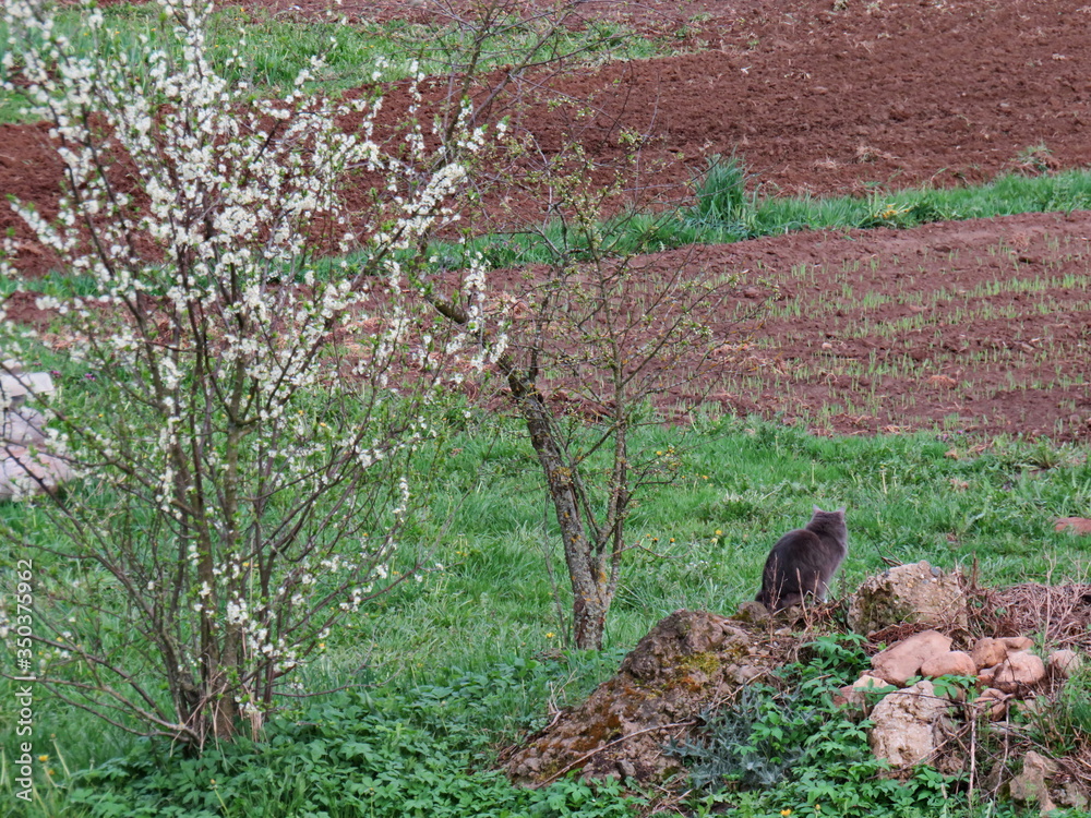 Cat in the field. Rural life of pets Cat in the field. Rural life of pets