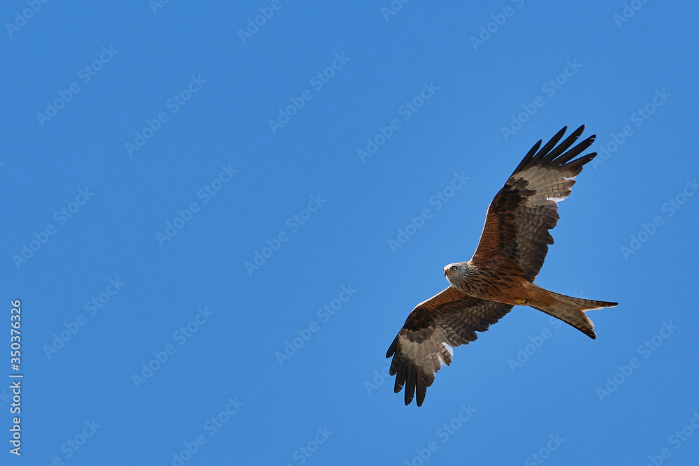 The red kite fly in air with wide wings on sunny day with blue sky. Copy space The red kite fly in air with wide wings on sunny day with blue sky. Copy space